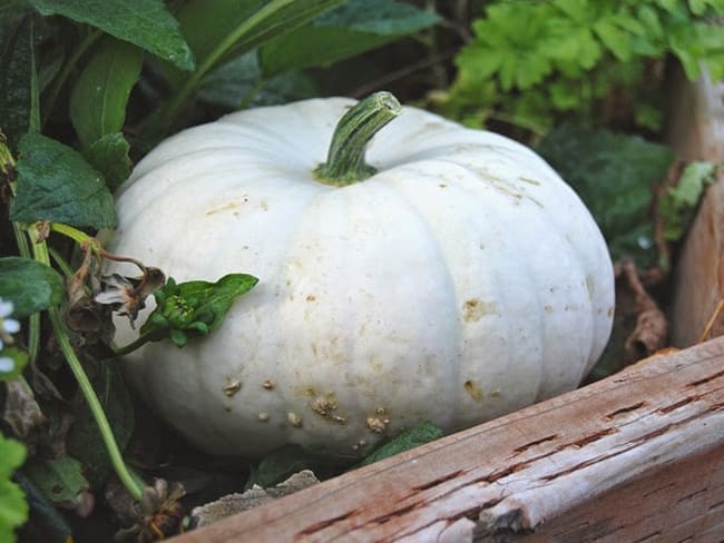 Citrouille blanche farcie au riz noir veneré, aux champignons noirs