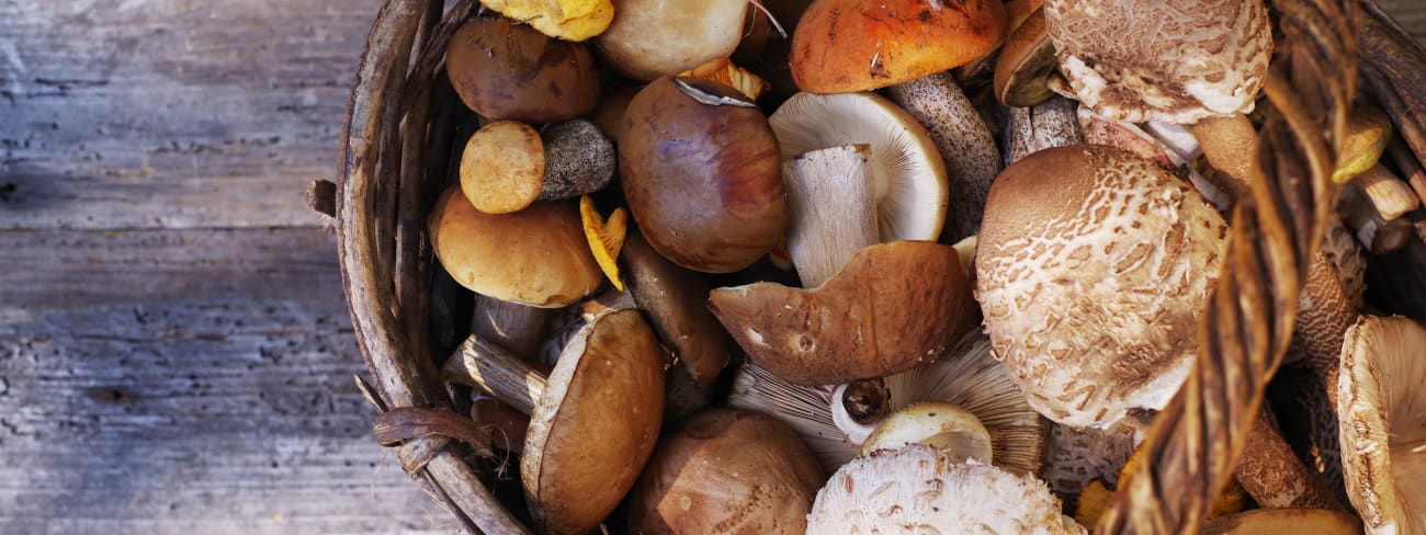 Êtes-vous incollables sur les champignons ?