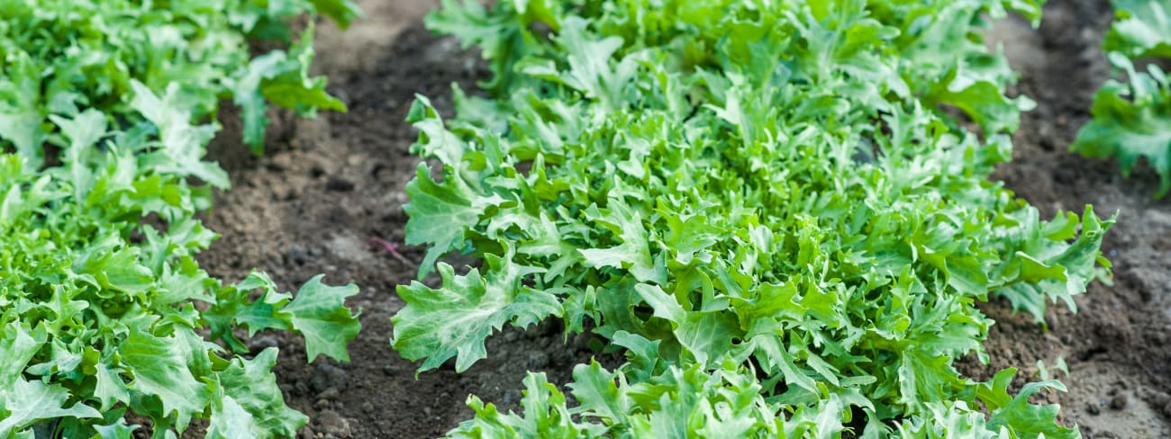 La salade frisée