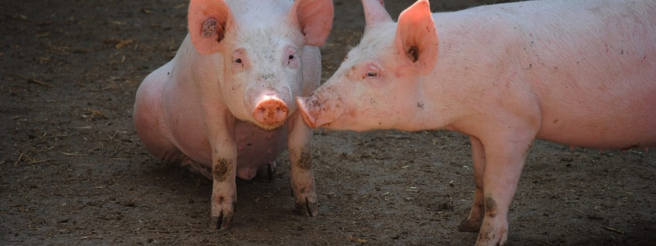 Le porc - Races, labels et qualité