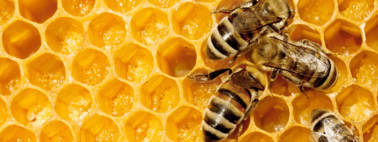 Petite histoire du miel