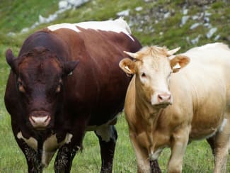 Le boeuf - Races, labels et qualité