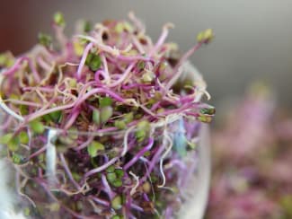 Les graines germées s'invitent dans vos recettes préférées, salades,  omelettes, potages