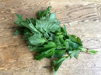 Penne au pesto de shiso
