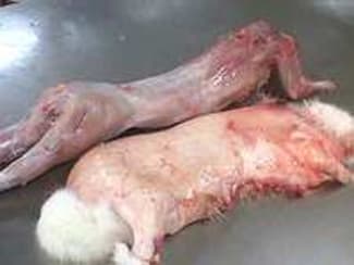 Dépouiller un lapin