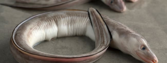 Recettes faciles et pas chères à faire avec le congre, un poisson marin ...