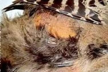 Plumer une poule faisane par immersion - Etape 1