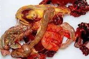 Plumer une poule faisane par immersion - Etape 11