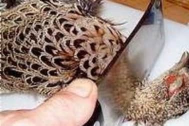 Plumer une poule faisane par immersion - Etape 3