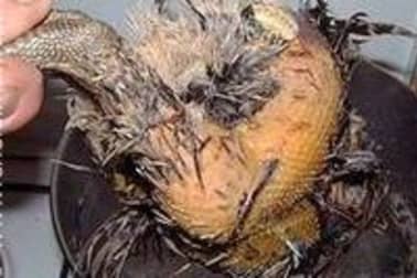 Plumer une poule faisane par immersion - Etape 7