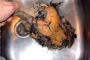 Plumer une poule faisane par immersion - Etape 8