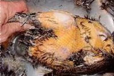 Plumer une poule faisane par immersion - Etape 9