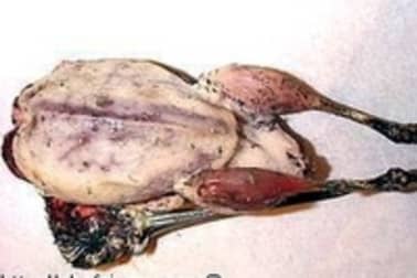 Bécassine rôtie sur pain d'épices - Etape 1