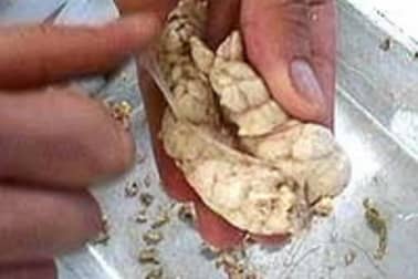 Ris d'agneau braisés - Etape 6