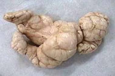 Ris d'agneau braisés - Etape 7