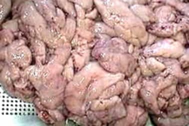 Ris d'agneau braisés - Etape 2