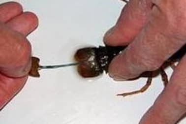 Châtrer une langoustine - Etape 3