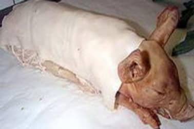 Cochon de lait rôti - Etape 12