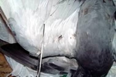 Plumer et vider un pigeon - Etape 1