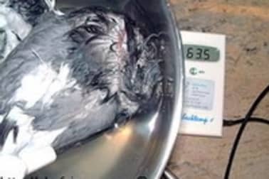 Plumer et vider un pigeon - Etape 3