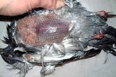 Plumer et vider un pigeon - Etape 4