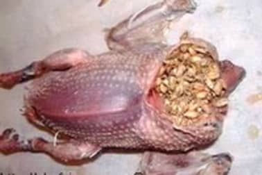 Plumer et vider un pigeon - Etape 5