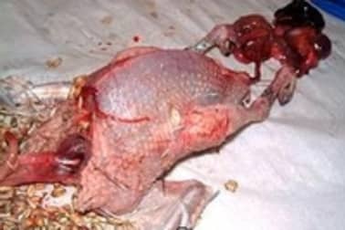 Plumer et vider un pigeon - Etape 6