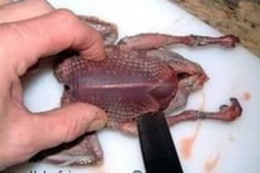 Pigeon en crapaudine - Etape 1