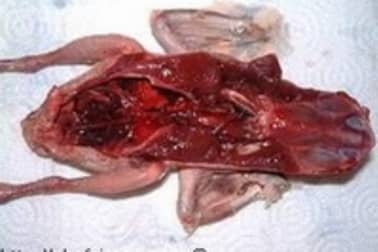 Pigeon en crapaudine - Etape 4