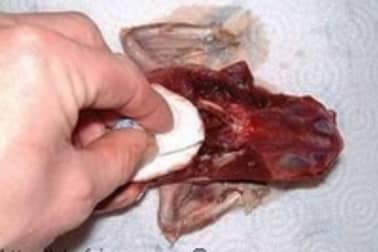 Pigeon en crapaudine - Etape 6