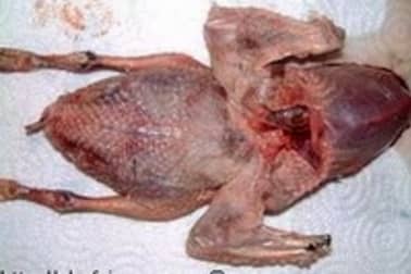 Pigeon en crapaudine - Etape 5