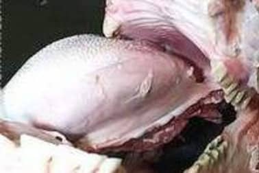 Tête de veau pochée - Etape 9