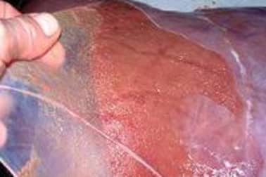 Foie de veau - Etape 4