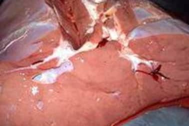 Foie de veau - Etape 5