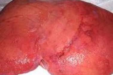 Foie de veau - Etape 6