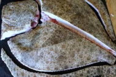 Détailler un turbot en tronçons - Etape 6