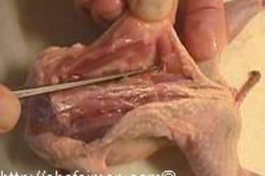 Désosser une caille - Etape 3