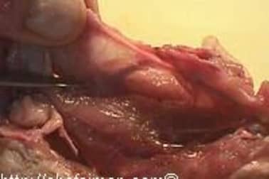 Désosser une caille - Etape 10