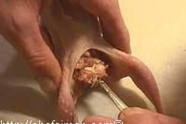 Farcir une caille non désossée - Etape 1