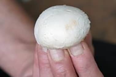 Les champignons tournés - Etape 1