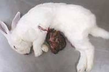 Dépouiller un lapin - Etape 1