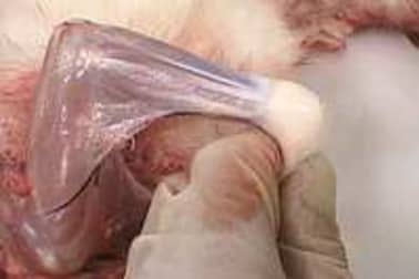 Dépouiller un lapin - Etape 3