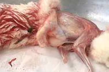 Dépouiller un lapin - Etape 4