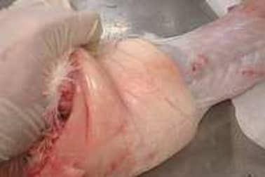 Dépouiller un lapin - Etape 6