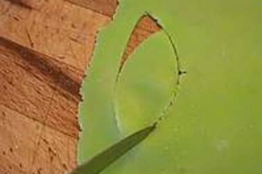 Feuilles en pâte d'amande - Etape 3