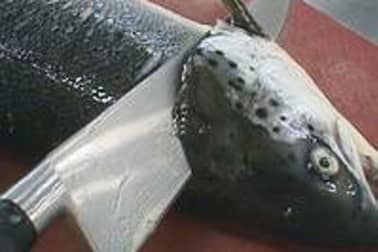 Lever des filets de saumon - Etape 1