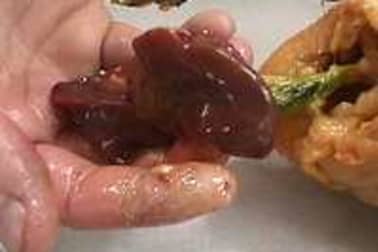 Habiller une volaille - Etape 10