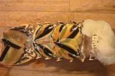 Queue de langouste tropicale - Etape 3