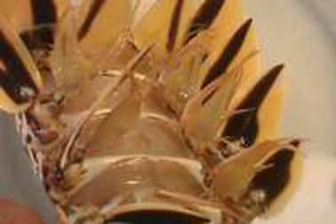 Queue de langouste tropicale - Etape 4