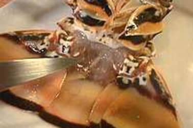 Queue de langouste tropicale - Etape 5